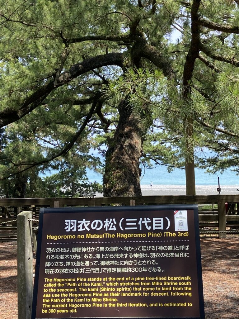 羽衣の松